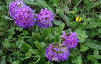 Flower blooming on Annapurna Base Camp Trail