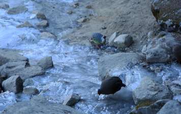 Himalayan Birds on Everest Base Camp Trekking Trail