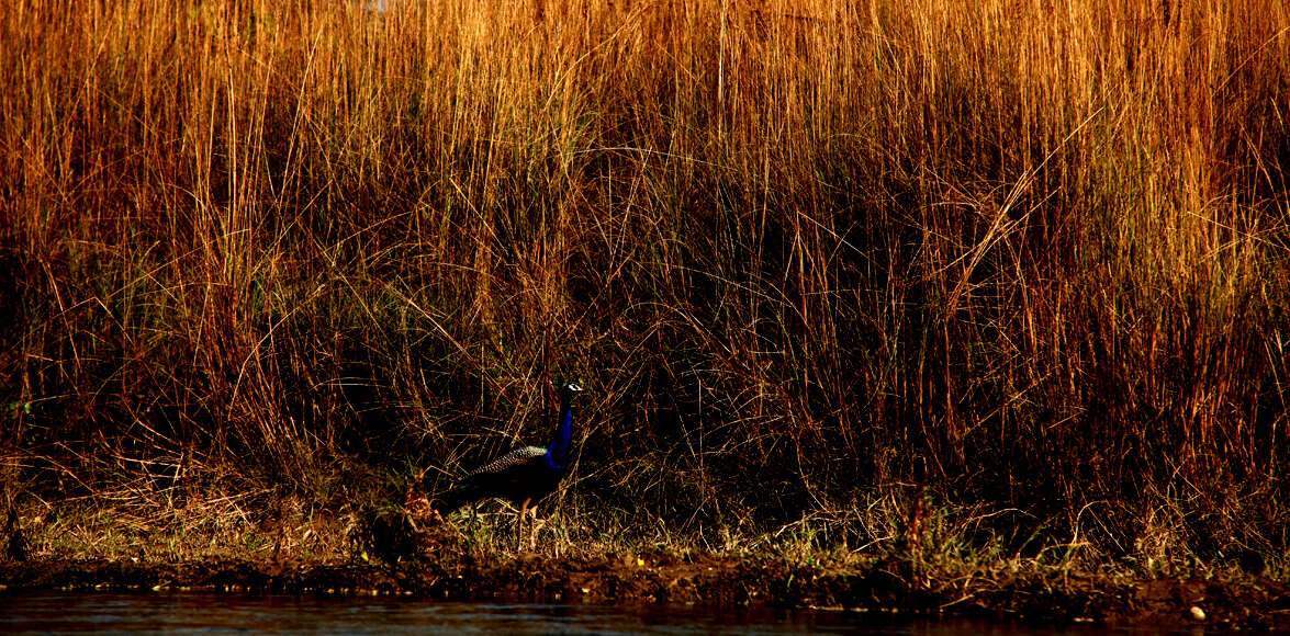 Bird in Chitwan Jungle Safari