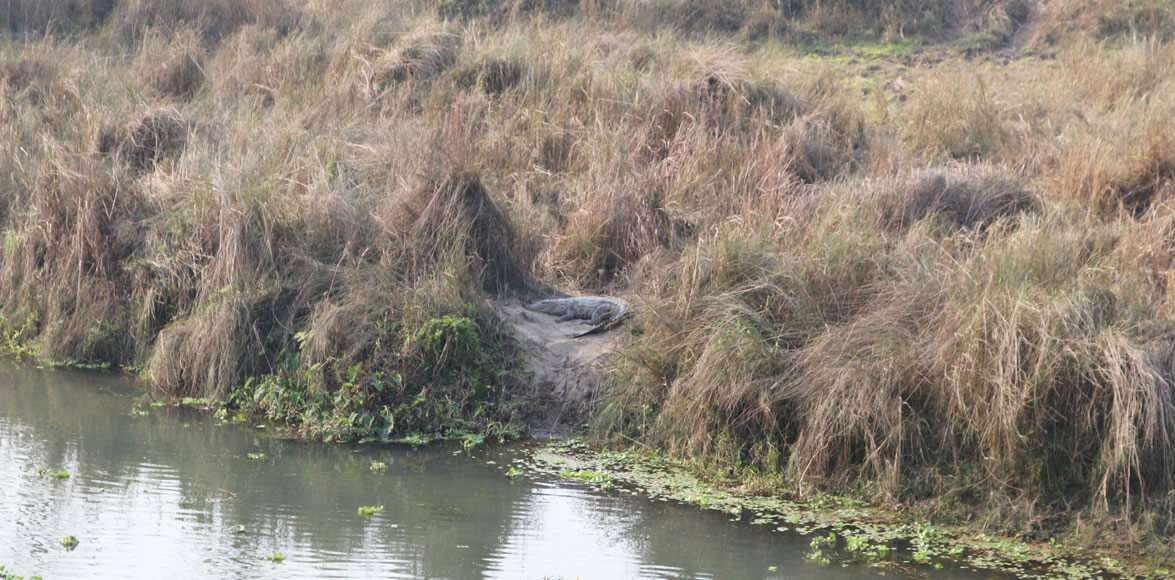 Crocodile in Chitwan