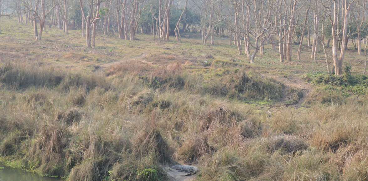 Crocodile on Chitwan National park