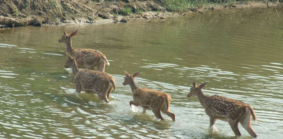 Black buck in Bardia