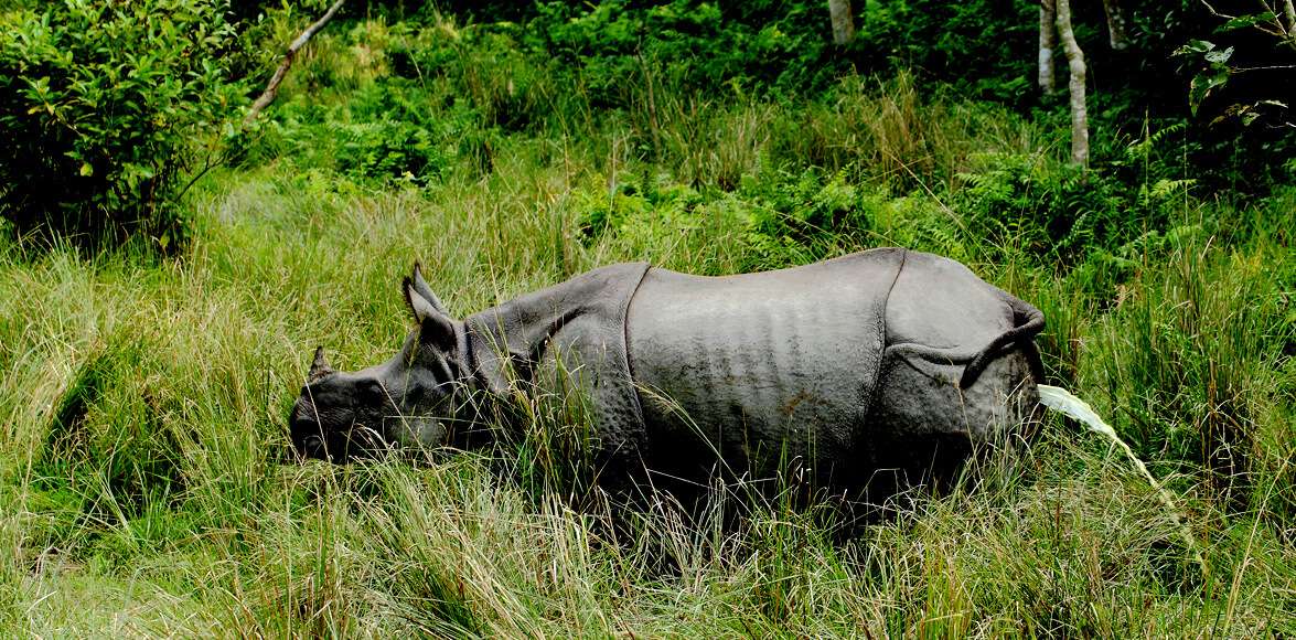 Rhino in Chitwan National Park