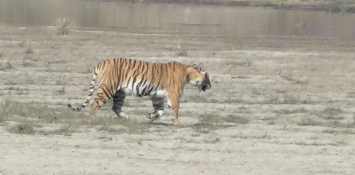 Tiger in Bardia National Park