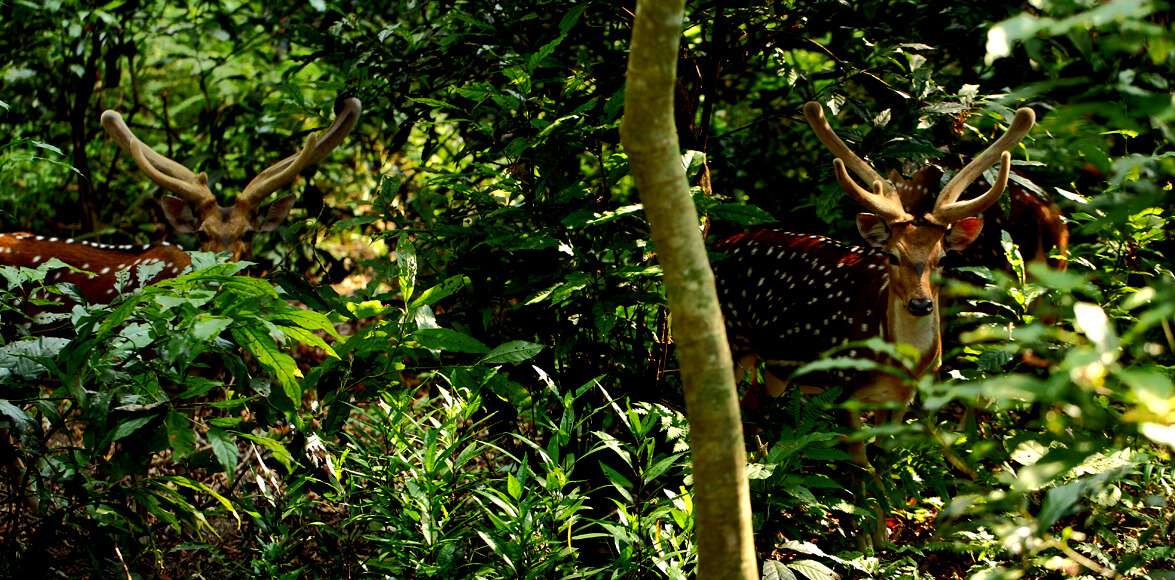 Wild life in Chitwan National park